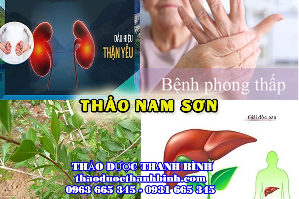 thảo nam sơn