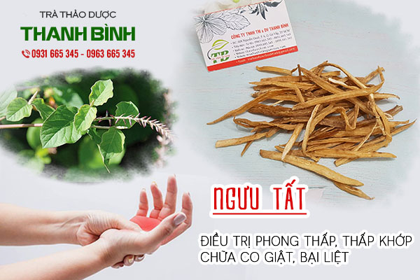 Giới thiệu về ngưu tất