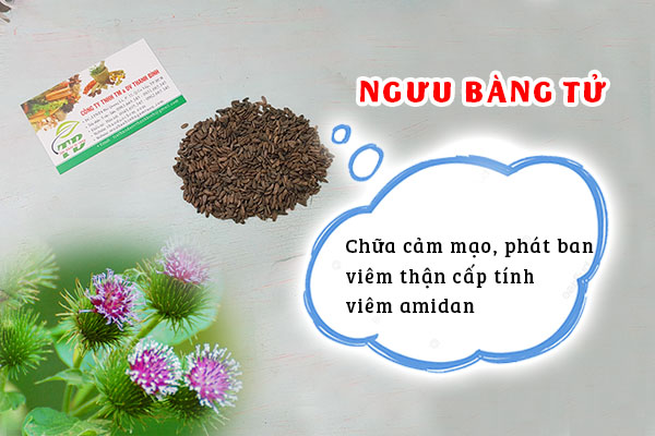 Đặc điểm vị thuốc ngưu bàng tử