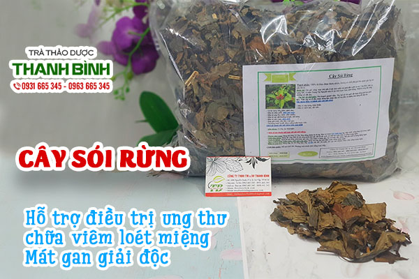 Cây sói rừng và một số bài thuốc trị bệnh tốt cho sức khỏe