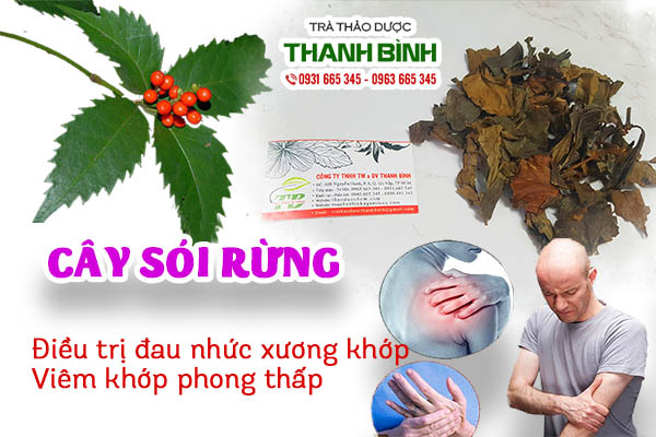 Cây sói rừng điều trị bệnh xương khớp và gout