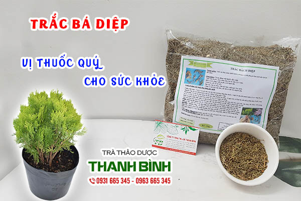 trắc bá diệp