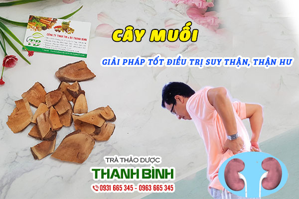 [Image: cay-muoi-thao-duoc-thanh-binh-gia-tot-nhat.jpg]