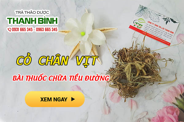 Cỏ chân vịt thu hái 100% chất lượng tại Thảo dược Thanh Bình