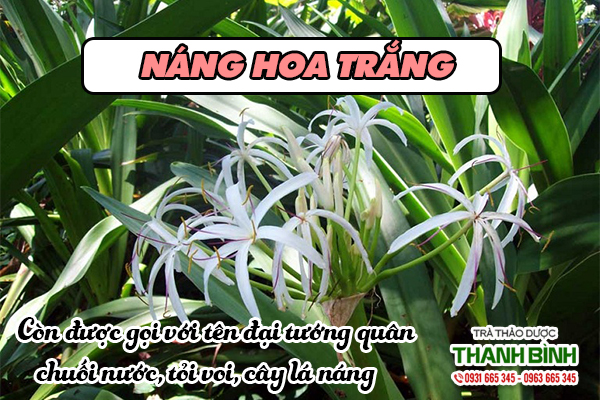 Mua náng hoa trắng tại Thảo dược Thanh Bình