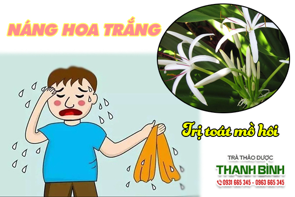 Công dụng trị bệnh từ náng hoa trắng