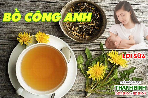Bồ công anh - vị thuốc lợi sữa hiệu quả