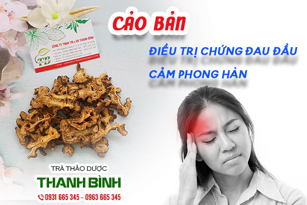 Cảo bản dược liệu quý chữa bệnh
