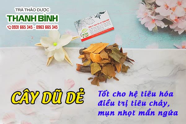 Tìm hiểu về cây dũ dẻ - Thảo dược Thanh Bình