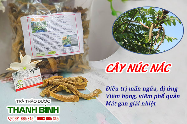 Hình ảnh cây núc nác chất lượng tại Thảo dược Thanh Bình