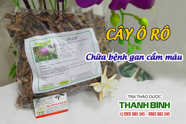 Hình ảnh cây ô rô thu hái tự nhiên tại thảo dược Thanh Bình