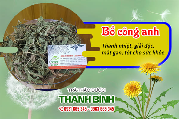 Bồ công anh chất lượng tại Thảo dược Thanh Bình