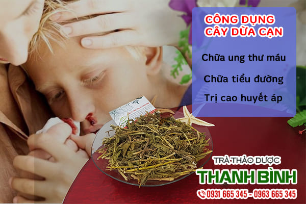 Hình ảnh cây dừa cạn khô thảo dược Thanh Bình