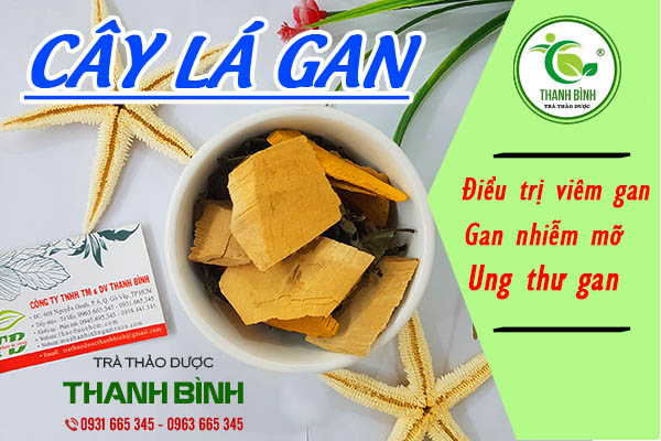 Cây lá gan và những tác dụng tốt cho gan bạn nên biết