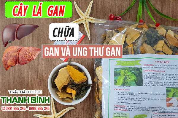 Một số công dụng của cây lá gan