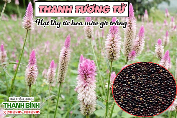 Thanh tương tử Thảo dược Thanh Bình