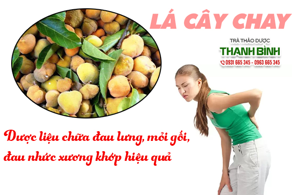 Điều trị xương khớp đau nhức bằng cây chay