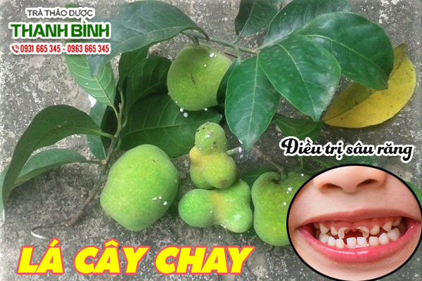 Mua lá cây chay uy tín tại Thảo dược Thanh Bình