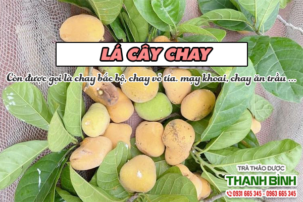 Công dụng của lá cây chay
