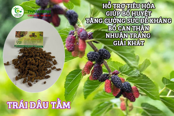 Mua bán cây dâu tằm chất lượng nhất tại TPHCM