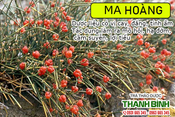 Hình ảnh cây ma hoàng - Thảo dược Thanh Bình