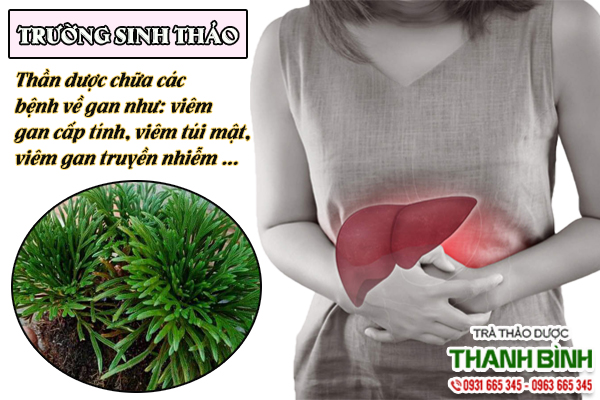 Mua trường sinh thảo chất lượng tại Thảo dược Thanh Bình