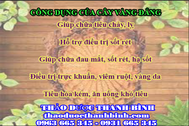 cây vàng đắng