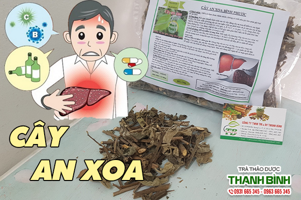 Cây an xoa chất lượng có tại Thảo dược Thanh Bình