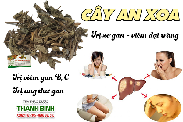 Cây an xoa và một số bài thuốc sử dụng hiệu quả