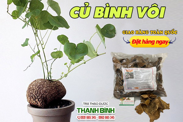 Củ bình vôi và một số cách dùng đem lại hiệu quả cho sức khỏe