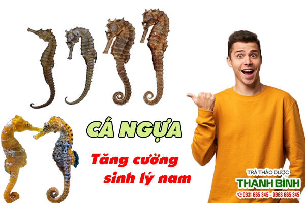 Công dụng của cá ngựa ngâm rượu giúp tăng cường sinh lý