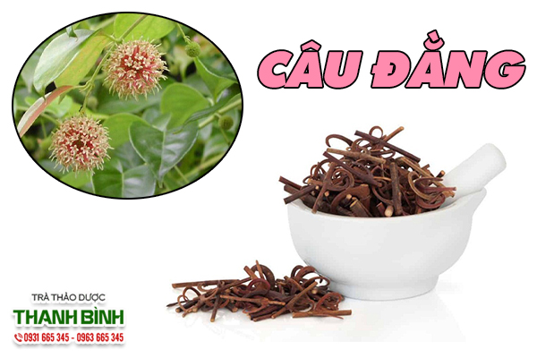 Câu đằng và một số bài thuốc trị bệnh 