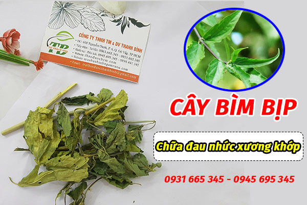 Cây bìm bịp chất lượng tại thảo dược Thanh Bình