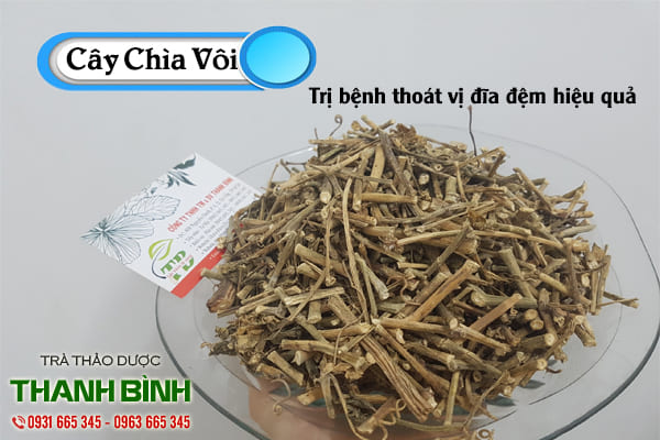 Hình ảnh cây chìa vôi sao khô uy tín - Thảo dược Thanh Bình