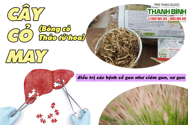 Trị các chứng bệnh về gan bằng dược liệu cỏ may