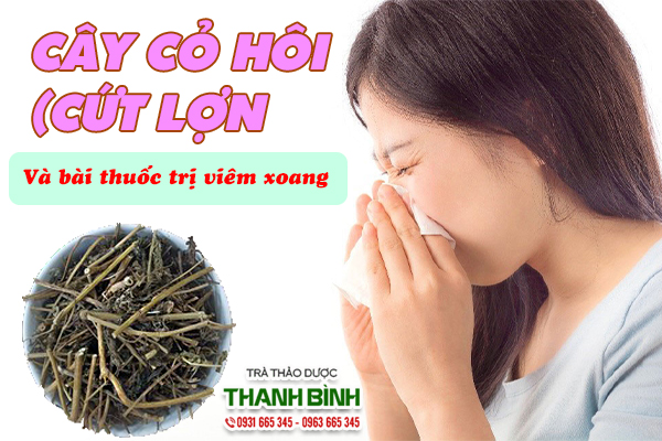 Một số bài thuốc trị viêm xoang từ cỏ hôi (cứt lợn)