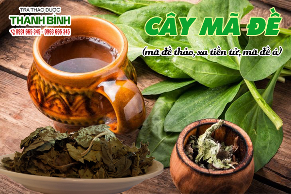 Cây mã đề chất lượng có tại Thảo dược Thanh Bình