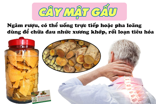 Cây mật gấu ngâm rượu có tác dụng rất tốt trong chữa đau nhức xương khớp