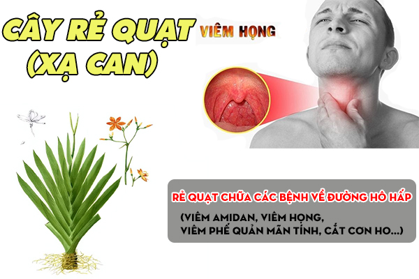 Một số bài thuốc chữa bệnh từ rẻ quạt