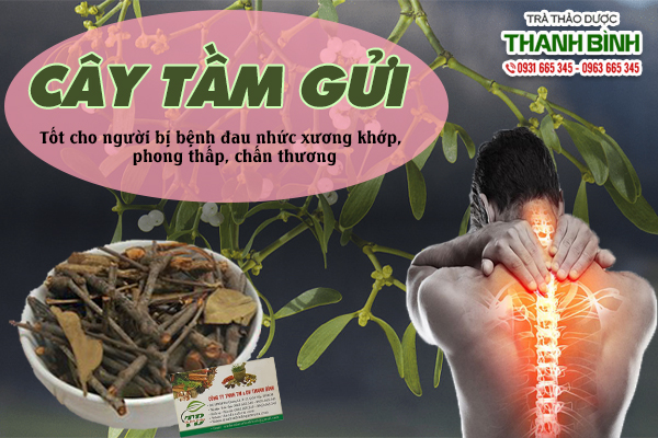 Tầm gửi và công dụng tốt cho người mắc chứng đau nhức xương khớp, phong thấp...