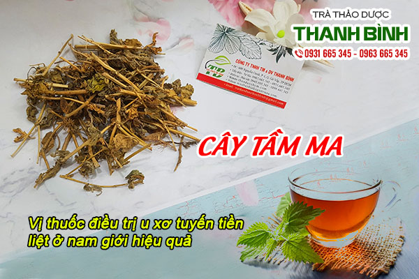 Dùng cây tầm ma sao cho đúng cách?