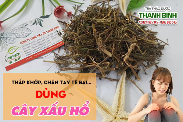 Tìm hiểu về cây xấu hổ trị bệnh gì?