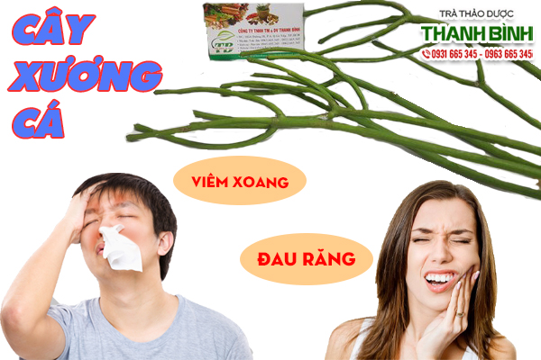 Tìm hiểu về cây xương cá trị bệnh gì?