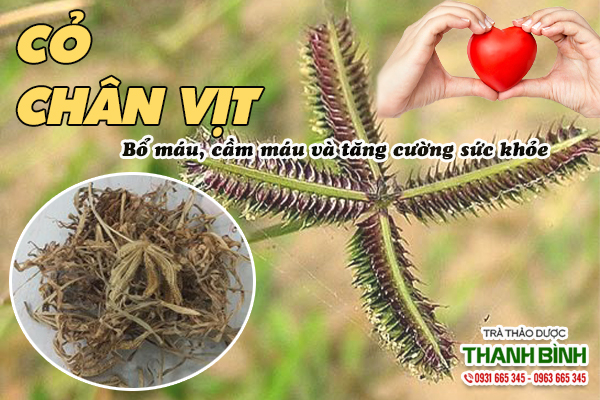 Tìm hiểu cỏ chân vịt chữa bệnh gì?