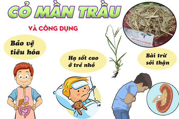 Một số công dụng của cỏ mần trầu đem lại