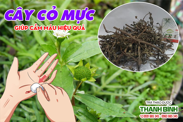 Hình ảnh cây cỏ mực thu hái 100% tự nhiên tại Thảo dược Thanh Bình