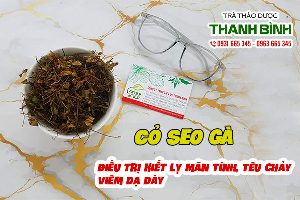 Cỏ seo gà thu hái tự nhiên tại Thảo dược Thanh Bình 