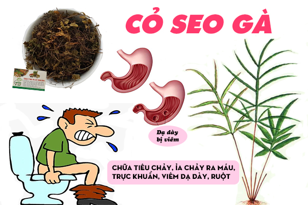 Một số công dụng của cỏ seo gà