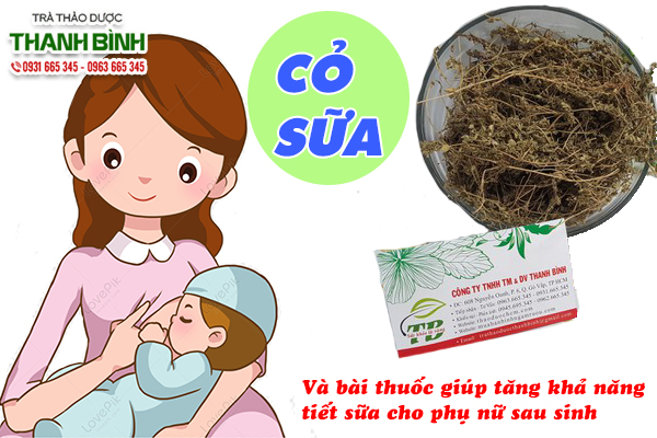 Cỏ sữa giúp tăng tiết sữa cho phụ nữ sau sinh