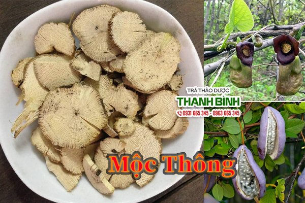 Mộc thông Thảo Dược Thanh Bình